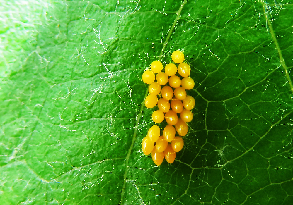 Eier von einem Marienkäfer