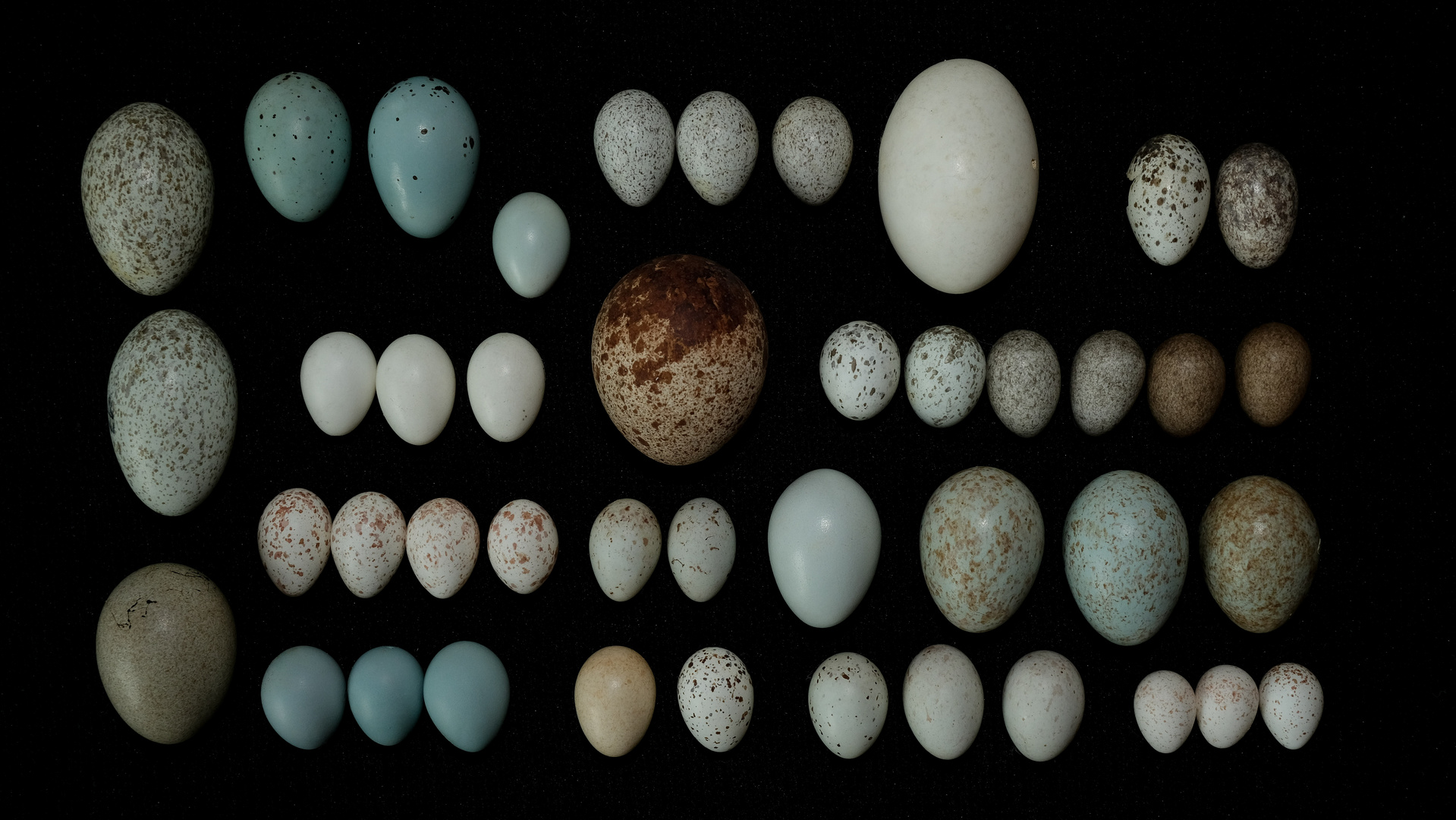 Eier von Vögeln im Siedlungsraum