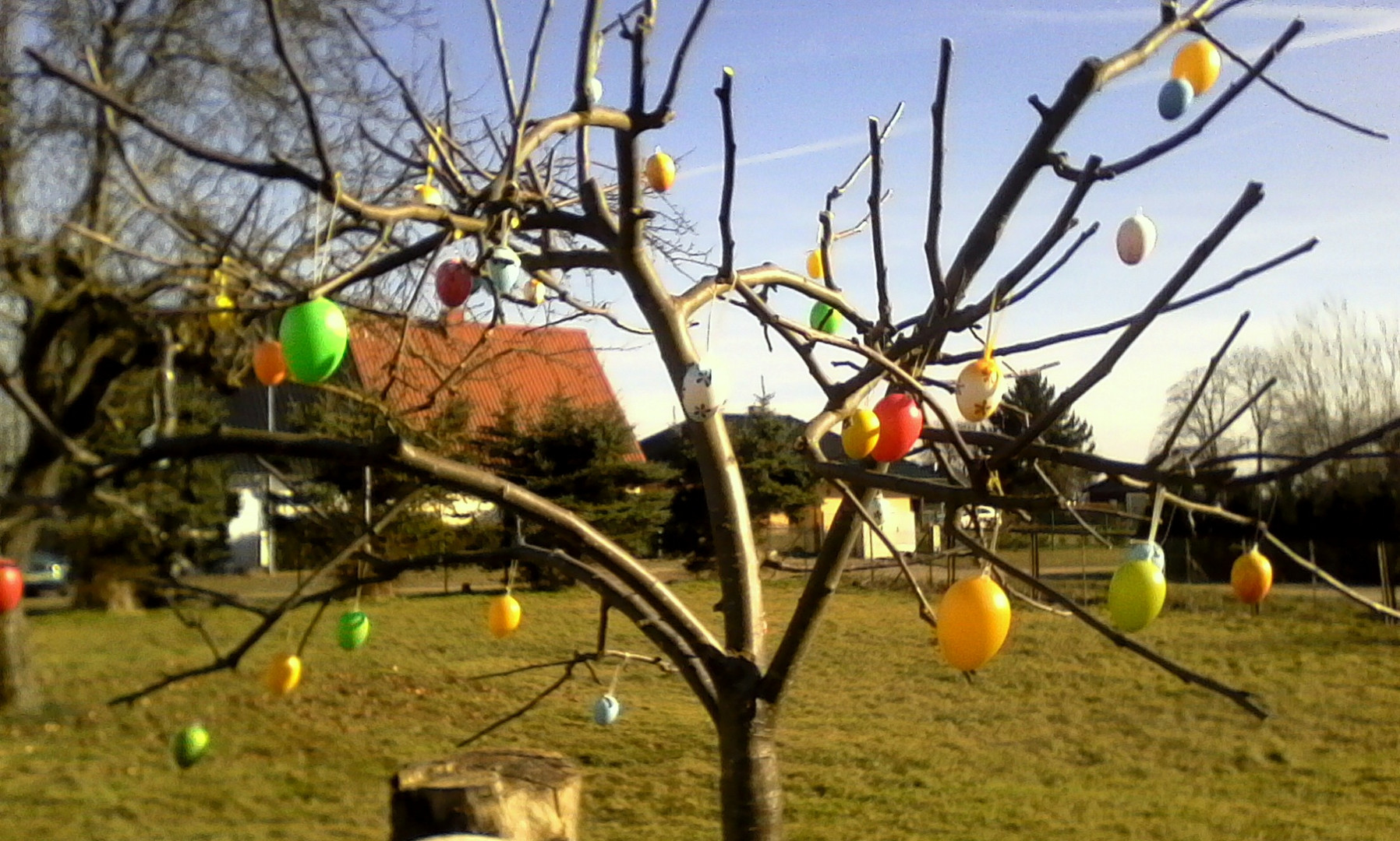 Eierbäumchen