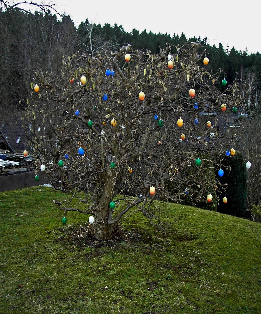 Eierbaum