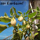 Eierbaum – Solanum melongena