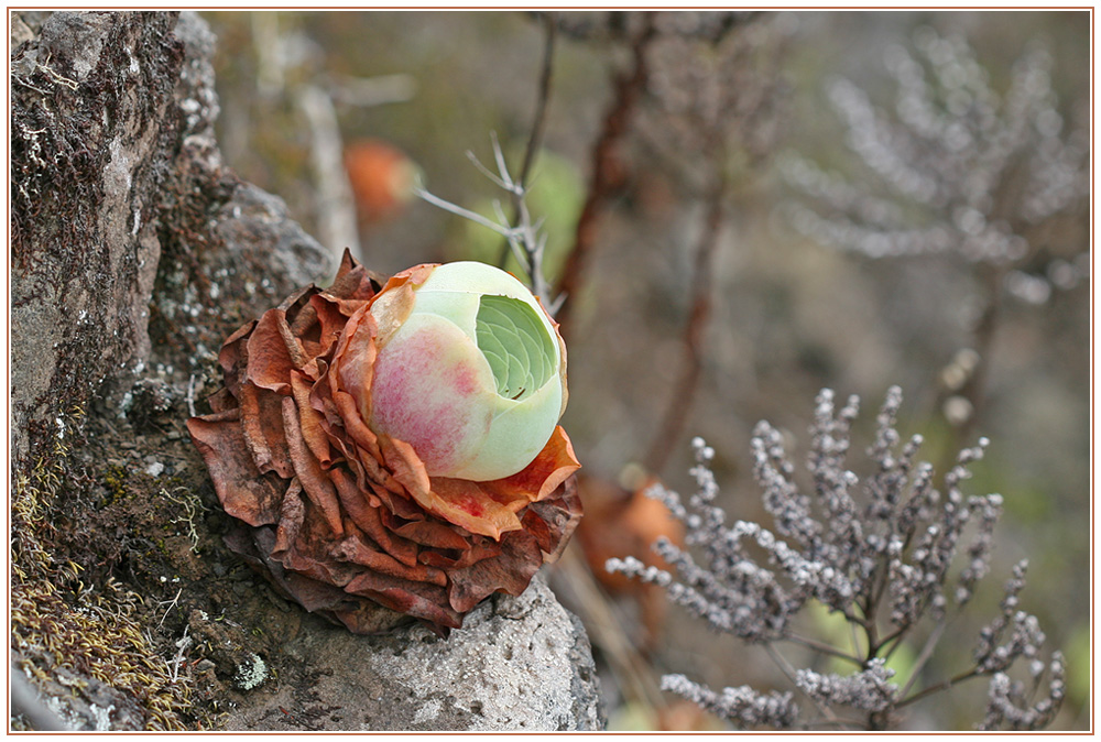 Eierbecher...?