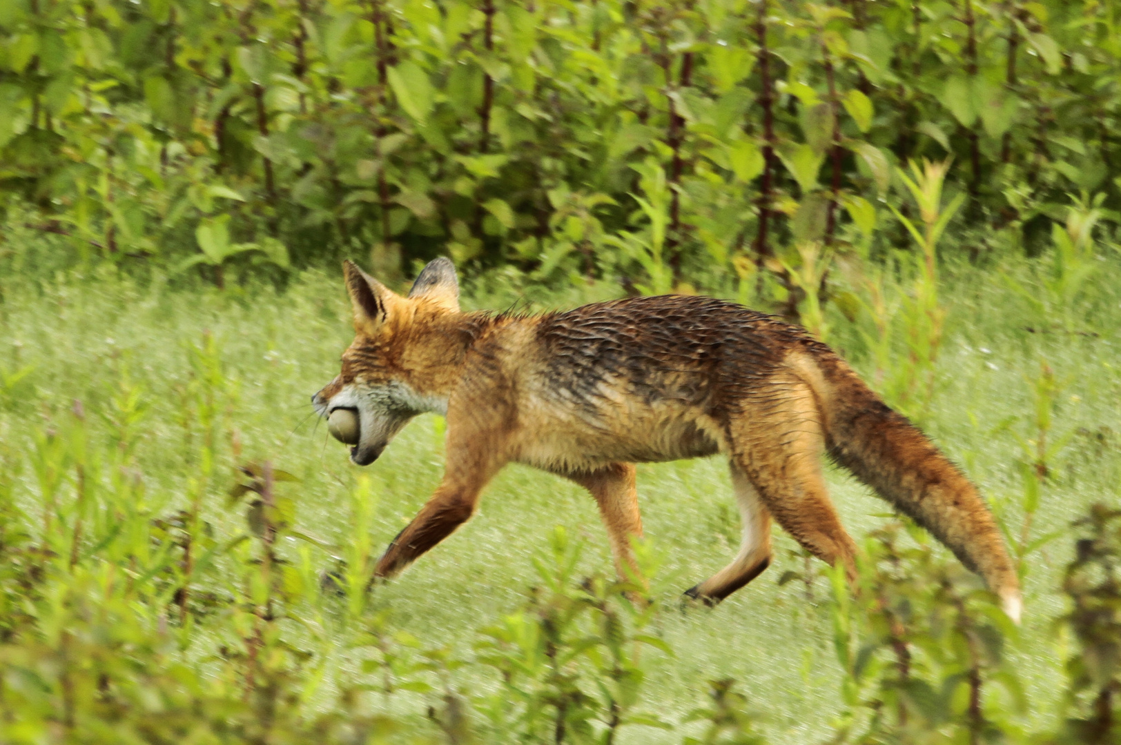 Eierklau Reineke-Fuchs