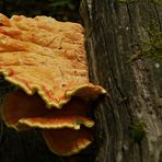 Eierkuchen am morschen Baum - Schwefelporlinge