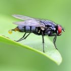 Eierlegende Fliege