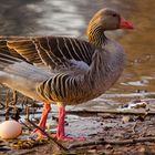 Eierlegende GANS