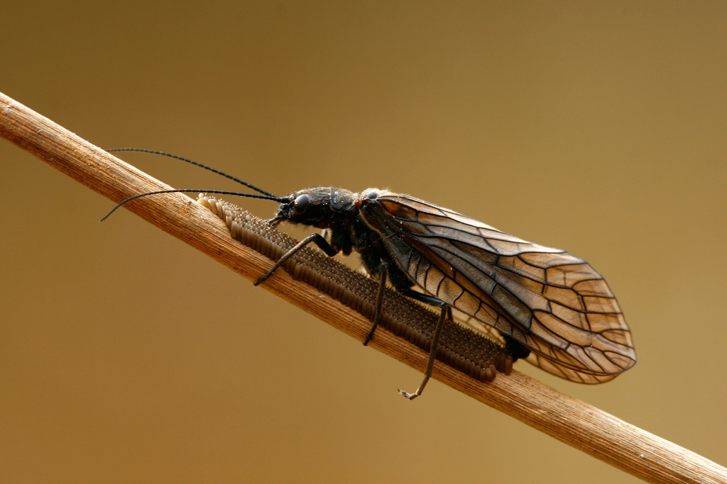 Eierlegende Schlammfliege