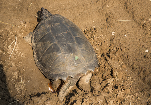 Eierlegende Schnappschildkröte