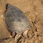 Eierlegende Schnappschildkröte