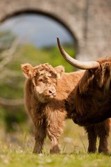 Eierlegende Wollmilchsau endlich nachgewiesen