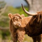 Eierlegende Wollmilchsau endlich nachgewiesen