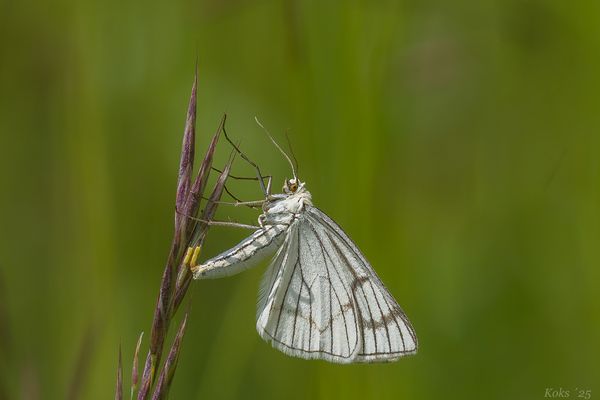 Eierlegender Spanner