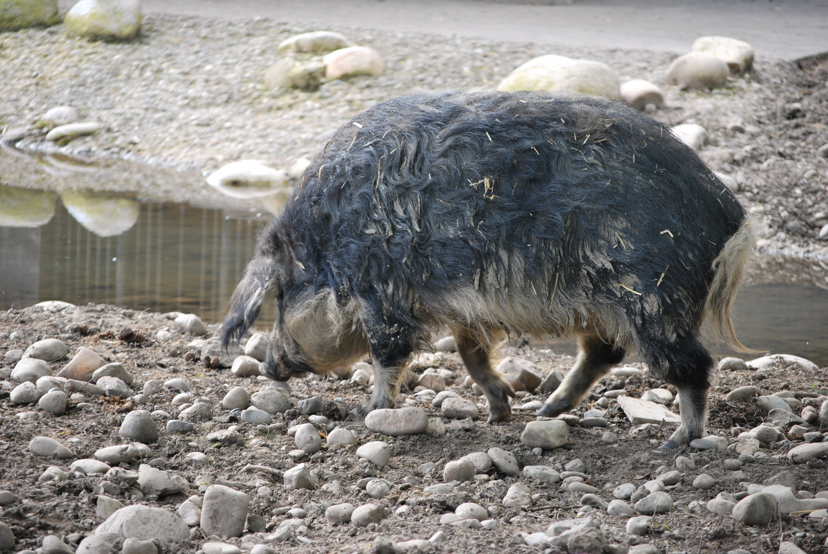 Eierlegendewollmilchsau.