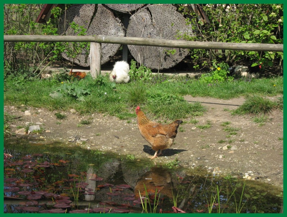 Eierlegewetter von Rena Büscher