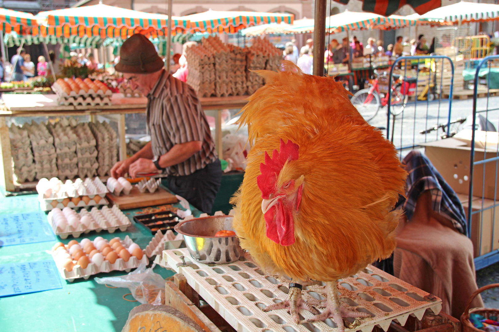 Eiermann auf dem Mainzer Wochenmarkt