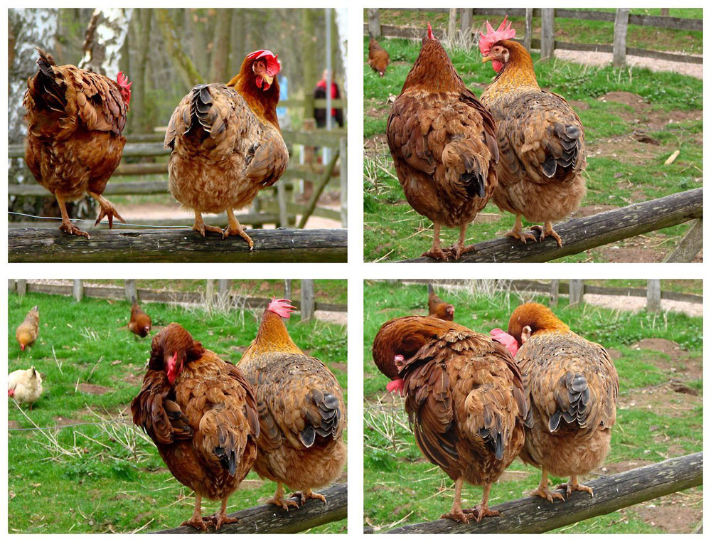 Eierproduzierende Helfer des Osterhasen