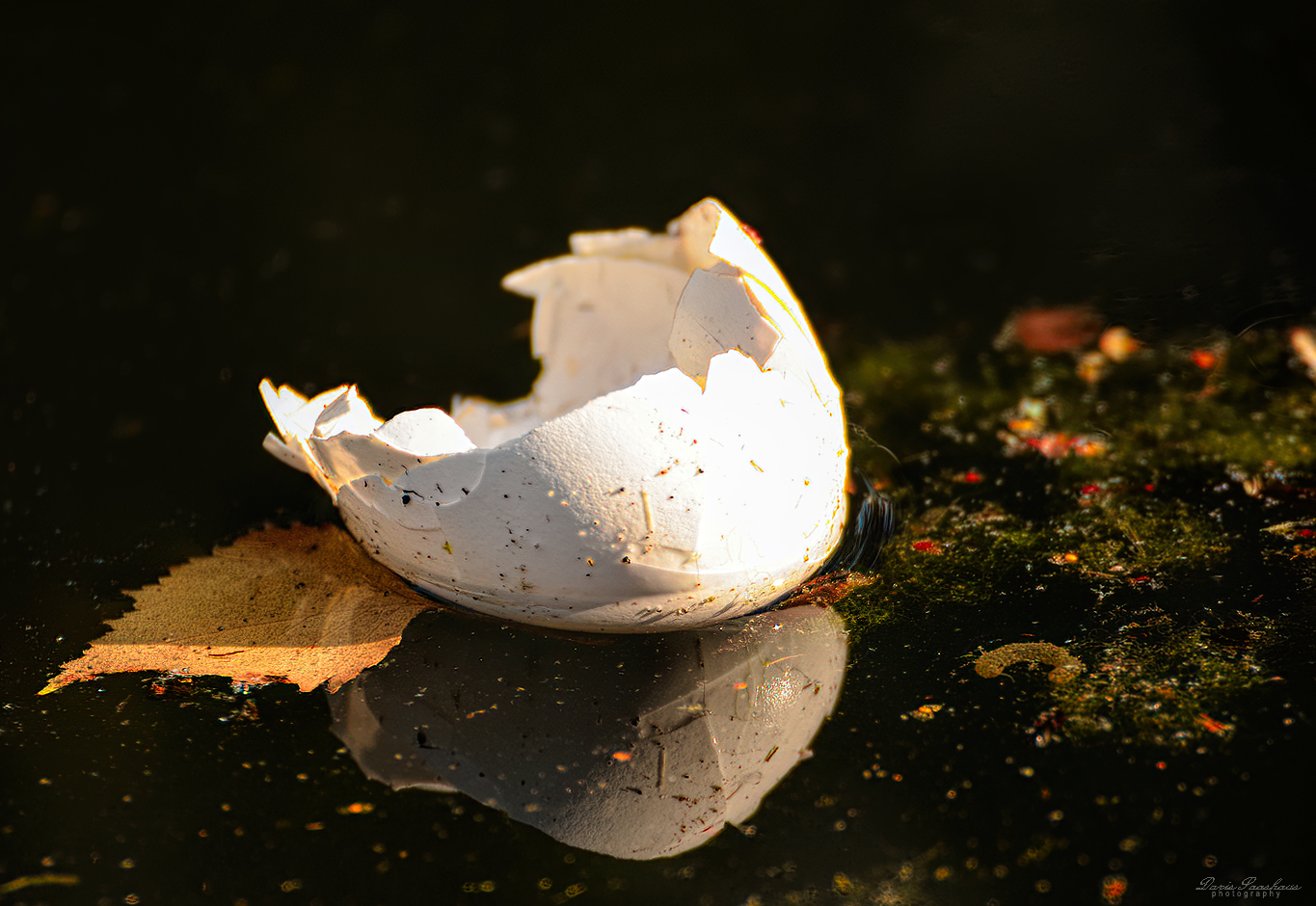 Eierschale mit herbstlichem Flair