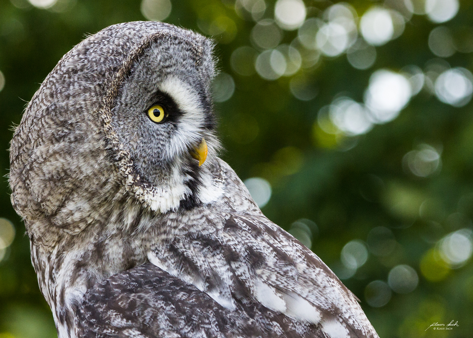 Eifel - Adler und Wolfspark Kasselburg 