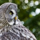 Eifel - Adler und Wolfspark Kasselburg 