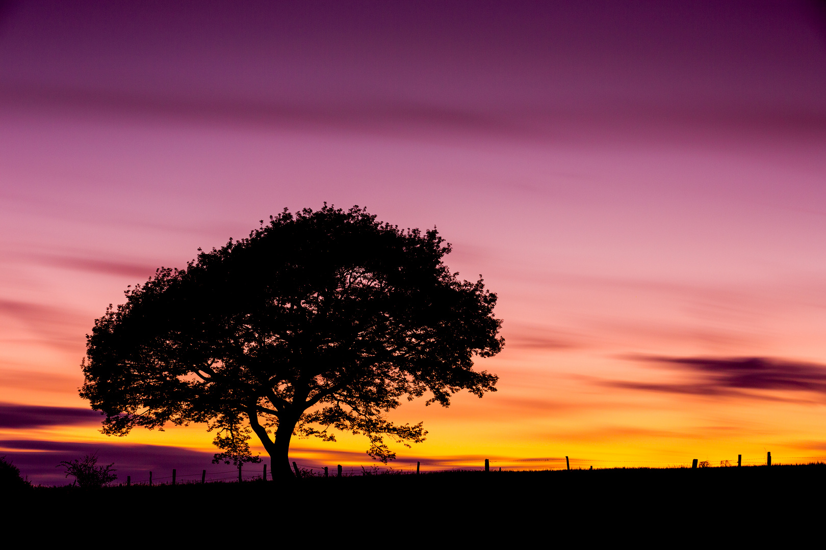 Eifel Baum im Sonnenuntergang