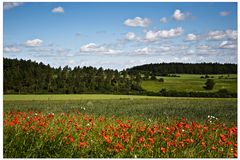 Eifel-Blick