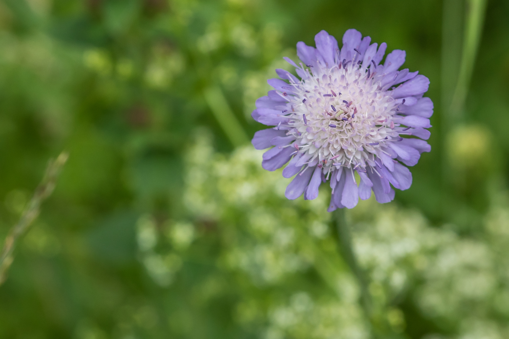 eifel blüüüüümchen