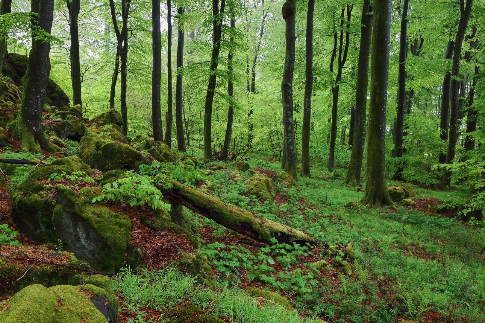 Eifel Buchenwald