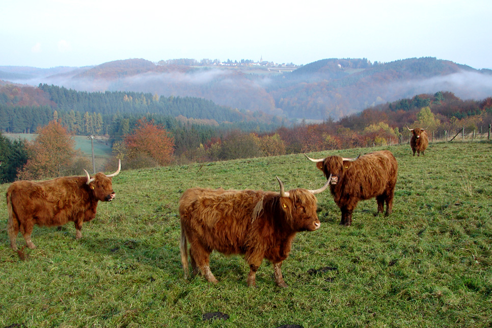 Eifel- Büffel ?? nichtdoch Schottische Hochlandrinder