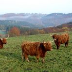 Eifel- Büffel ?? nichtdoch Schottische Hochlandrinder