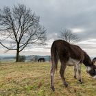 Eifel-Esel-Idylle