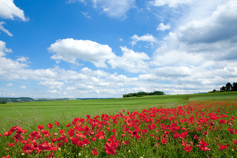 Eifel - Fototour Naturpark Hohes Venn-Eifel - Mohnblüte - Klatschmohn