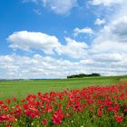 Eifel - Fototour Naturpark Hohes Venn-Eifel - Mohnblüte - Klatschmohn