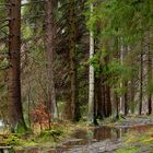 Eifel Fotowanderung - Naturschutzgebiet Perlenbach-Fuhrtsbachtal