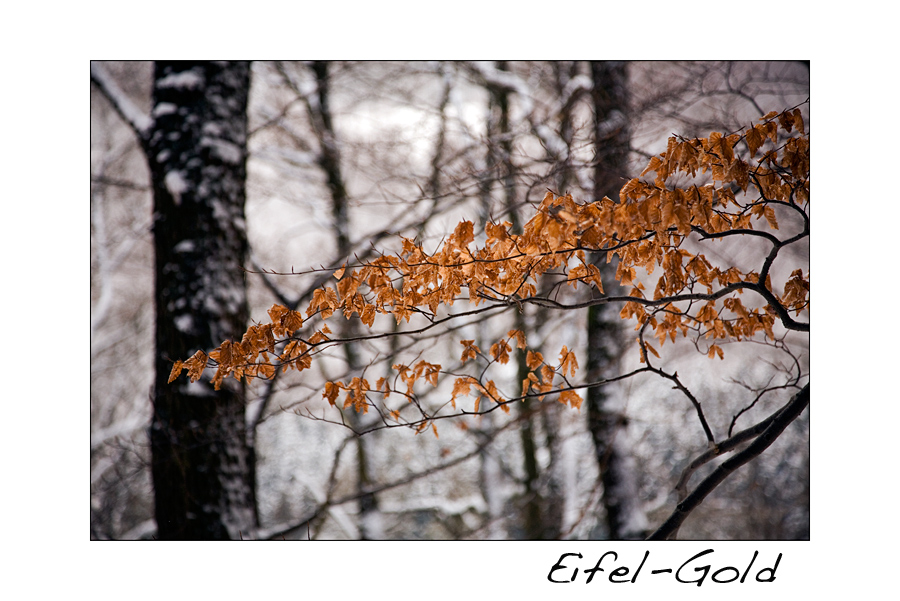 Eifel-Gold