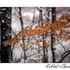 Eifel-Gold