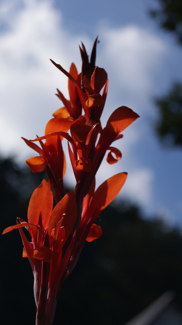 Eifel Heimbach Sept16 ;  Blüte im Spätsommer;"Indisches Blumenrohr"