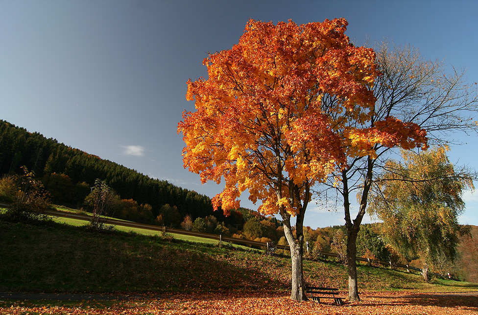 Eifel-Herbst