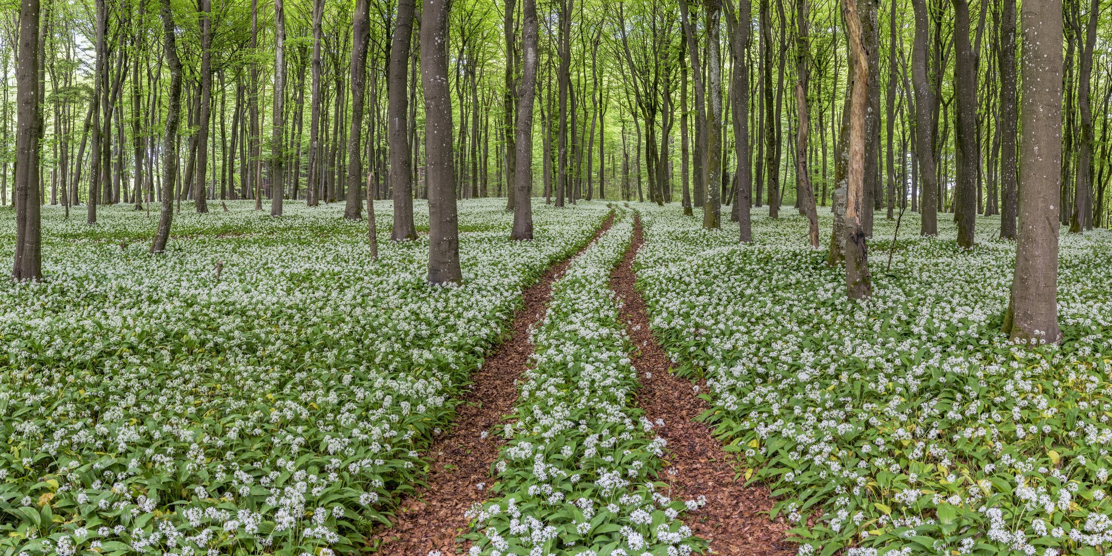 *Eifel im Bärlauch-Rausch*