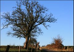 Eifel im Dezember III