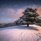 Eifel im Winterkleid