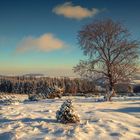 Eifel im Winterkleid II