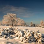 Eifel im Winterkleid III