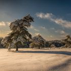 Eifel im Winterkleid IV