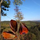 Eifel-Impression..in diesem Jahr fielen die Bucheckern riesig aus...