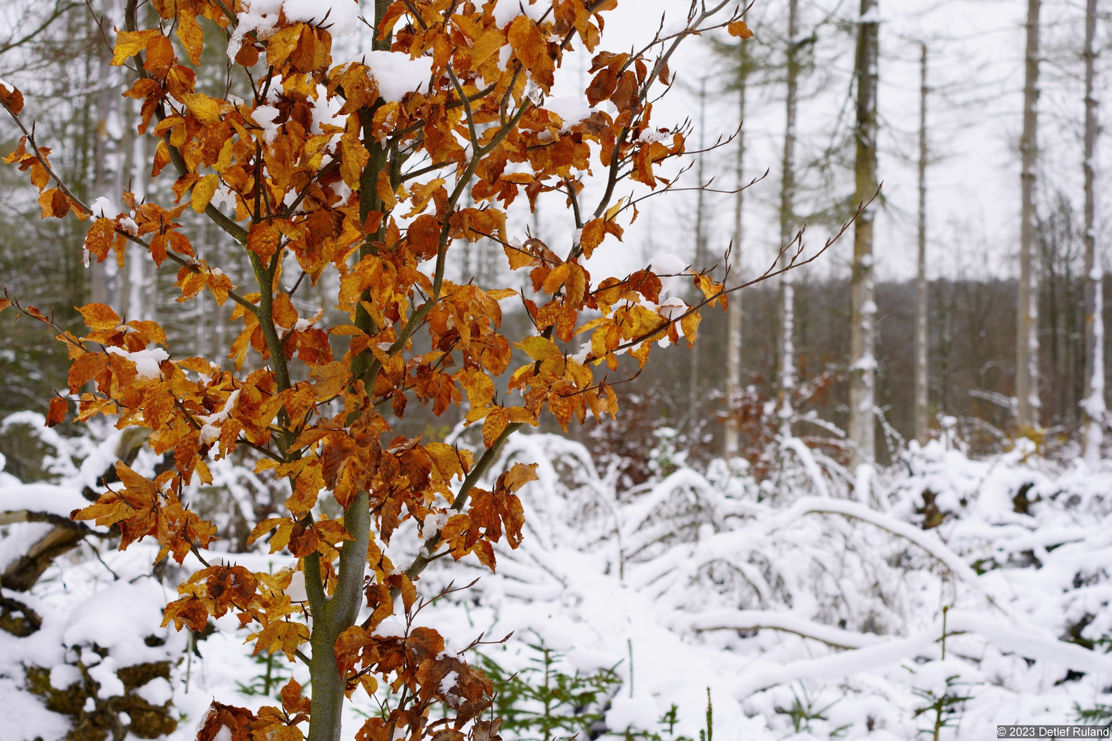 Eifel - Kermeter im Schnee # 1