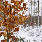 Eifel - Kermeter im Schnee # 1