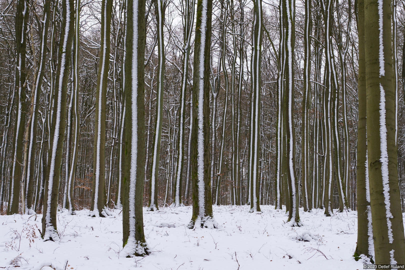 Eifel - Kermeter im Schnee # 3