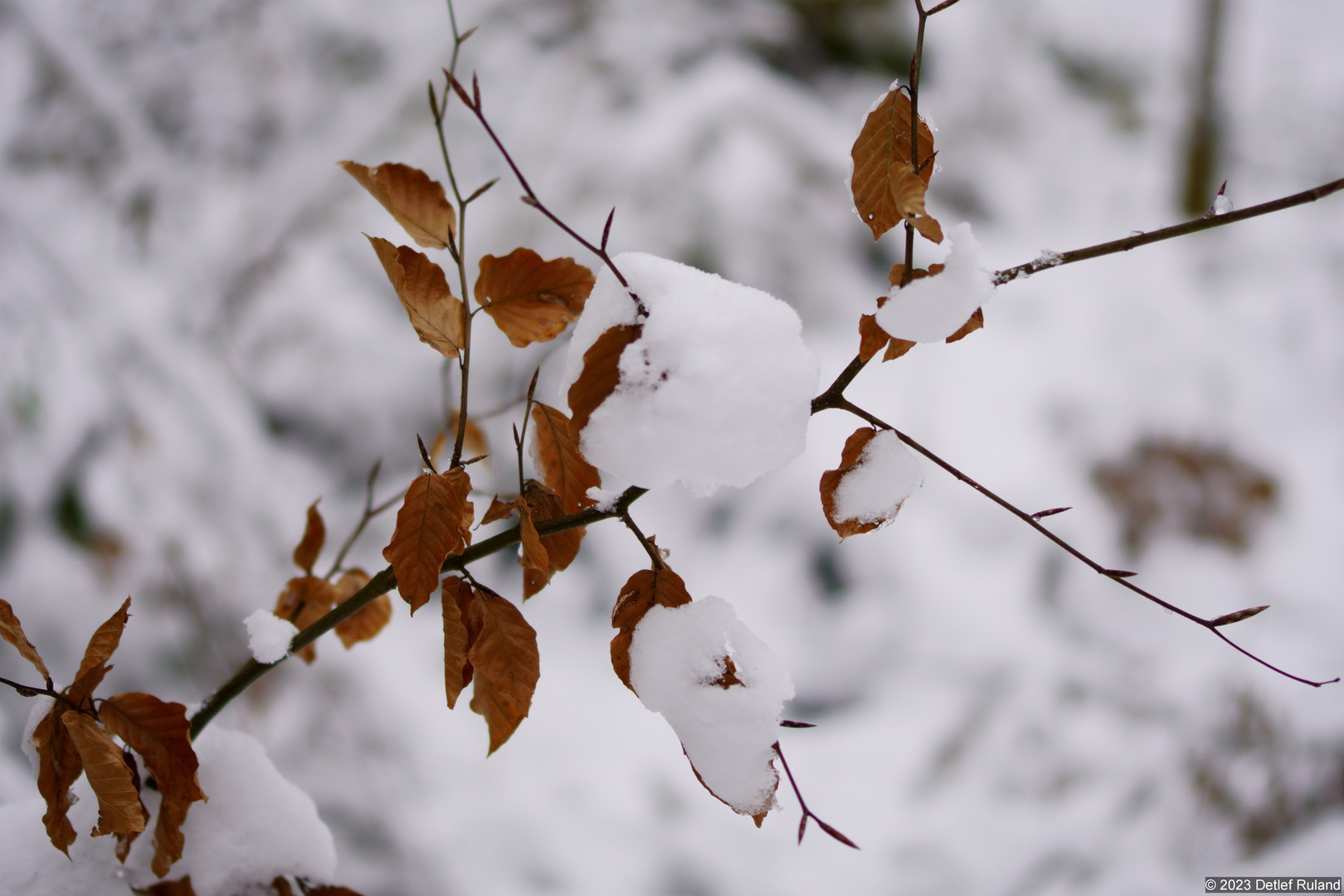 Eifel - Kermeter im Schnee # 8