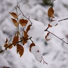 Eifel - Kermeter im Schnee # 8