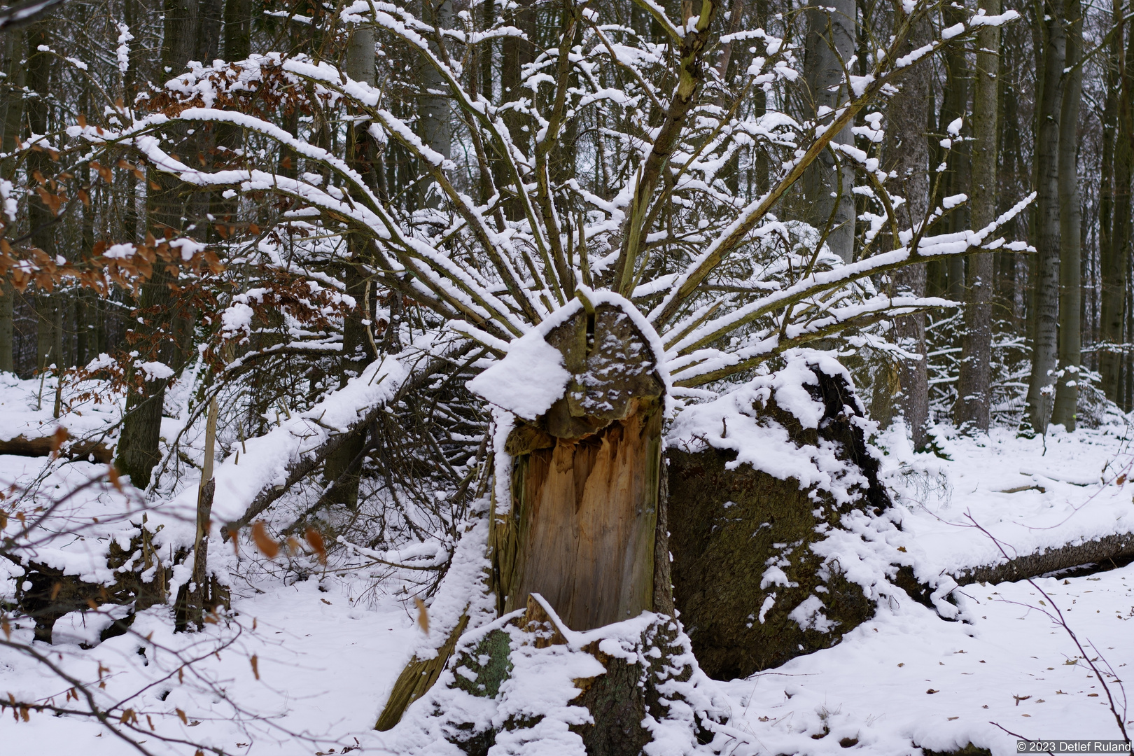 Eifel - Kermeter im Schnee # 9